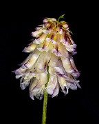 Trifolium productum 20-0034